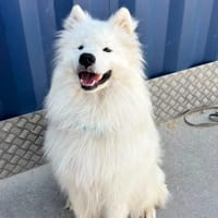 ASKO, chien à adopter