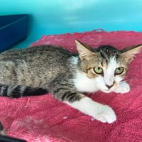 MONA LISA, chatte à adopter