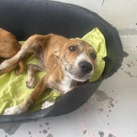 SHERLOCK, chien à adopter