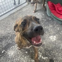 ARAMIS, chien à adopter