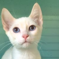 TOUKI, chat à adopter