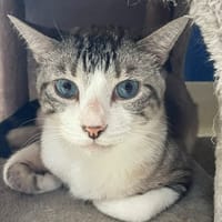 EMILE PAB28984, chat à adopter