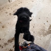 AMBRE VAA, chien à adopter