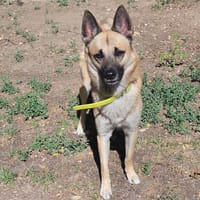 JAYRO, chien à adopter