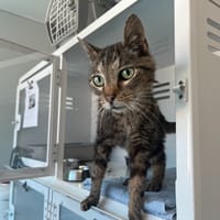 Chapalu, chat à adopter