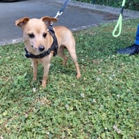 ENIGMA, chienne à adopter