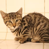 MAT HAB17667, chat à adopter