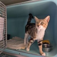 Confetti, chatte à adopter