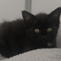 Bulle (réservée), chatte à adopter