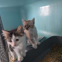 Dusty, chatte à adopter