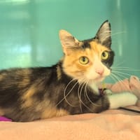 Jasmine, chatte à adopter