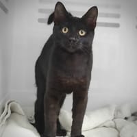 JEKTA, chat à adopter