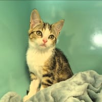 KIRBY, chat à adopter