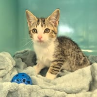 CHAUSSETTE, chat à adopter