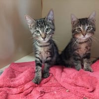 BALANE PAB28958, chat à adopter