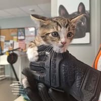 ED, chat à adopter