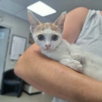 CLOCHETTE, chatte à adopter