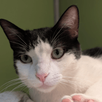 TINA A17491, chatte à adopter
