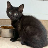 Castafiore, chatte à adopter