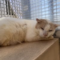 CREAMY, chat à adopter