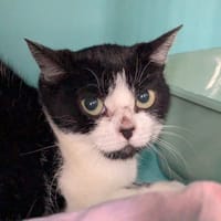ELISABETH, chatte à adopter