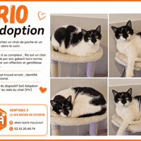 RIO, chat à adopter