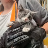 BANZAI, chatte à adopter
