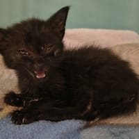 Crius, chatte à adopter