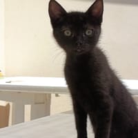 Balancelle, chatte à adopter