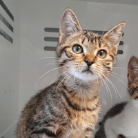 QWARTZ, chatte à adopter