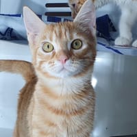 CASI, chatte à adopter