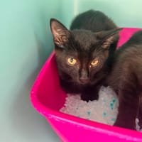 DALI, chat à adopter