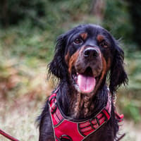 Roxie, chienne à adopter