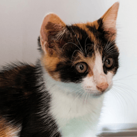 Nova (réservée), chatte à adopter