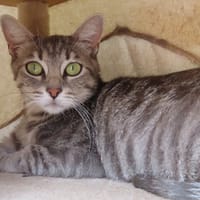 DUCHESSE PAB28998, chatte à adopter