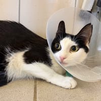OREO, chatte à adopter