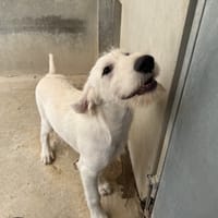 RUBIS VAA, chien à adopter