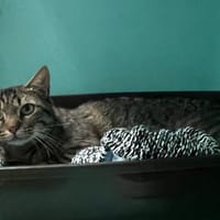 Calypso, chatte à adopter