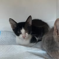 Kaï, chat à adopter