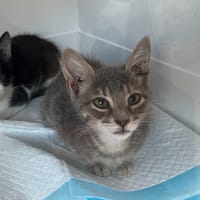 Tao, chat à adopter