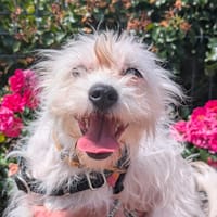 MEILI, chienne à adopter