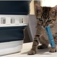 Billard, chat à adopter