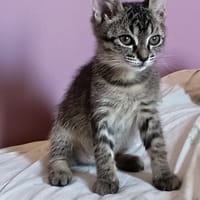 Berceuse, chatte à adopter