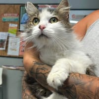 BAYRON, chat à adopter