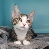 VEGA CHA, chat à adopter