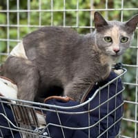 Aveline CAB5986, chatte à adopter