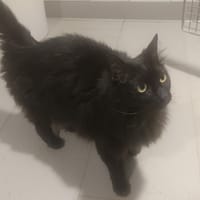 Gaïa, chatte à adopter