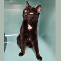 CANELLE HAB17644, chatte à adopter