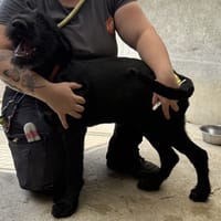 SAPHIR VAA, chienne à adopter