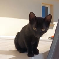 Bowinne, chatte à adopter